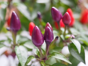 Ornamental_Peppers
